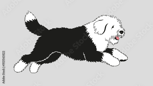 Dynamic illustration of an old english sheepdog with its signature fluffy black and white coat running on a grey background.