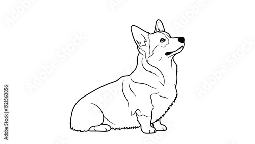 Pembroke Welsh Corgi dog sitting attentively in a simple black and white line art style illustration for pet lovers and breeders.