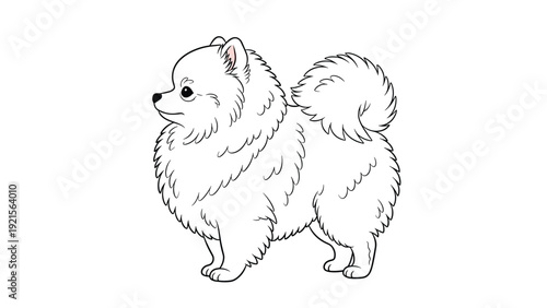 White pomeranian dog illustration in a clean hand drawn style on a plain white background perfect for pet themed projects.