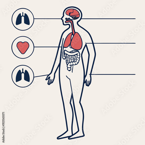 Human body with internal organs labeled
