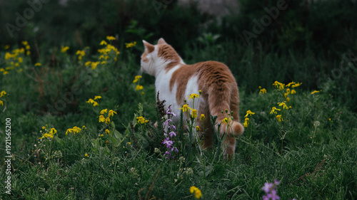 Cat Sitting Among Wildflowers Field