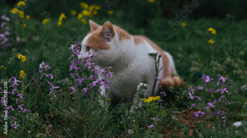 Cat Sitting Among Wildflowers Field