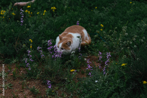 Cat Sitting Among Wildflowers Field