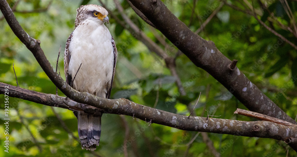 Obraz premium Juvenile crested serpent eagle with white plumage perched on branch, Ishigaki Okinawa Japan