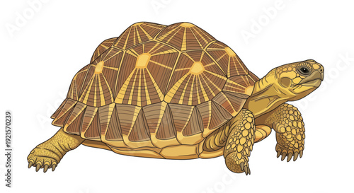 vector of a turtle isolated on white