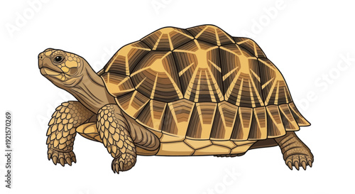 vector of a turtle isolated on white