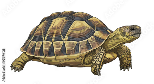 vector of a turtle isolated on white