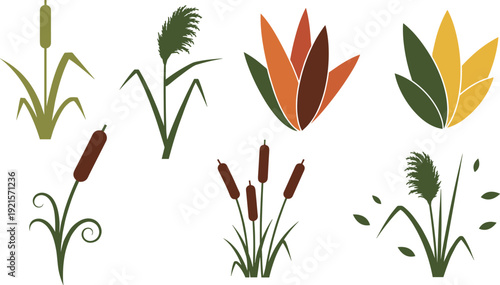 Wetland plants and cattails set, flat vector illustrations with various green reeds, brown bulrushes, swamp grass and colorful marsh leaves isolated on white background.