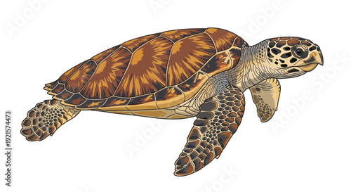 vector of a turtle isolated on white