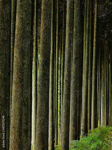 Dense forest with tall parallel tree trunks in summer