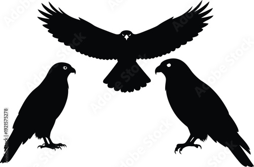 Eagle silhouette vector set with flying and perched poses, black bird of prey illustration isolated on white background