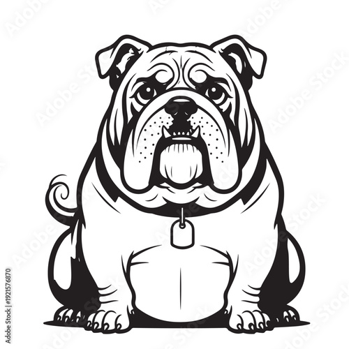 Black and white bulldog sitting facing forward with a collar and rectangular tag