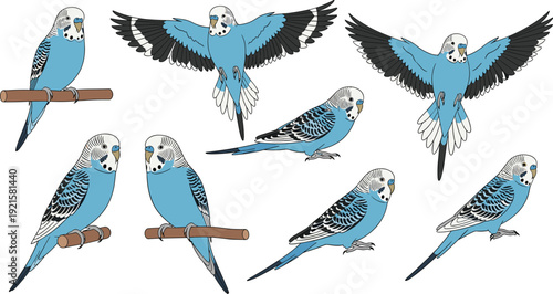 Blue Budgerigar Parrot Poses Collection Illustration, Cute Pet Bird Set with Flying and Perching Positions for Animal Design and Ornithology Themes