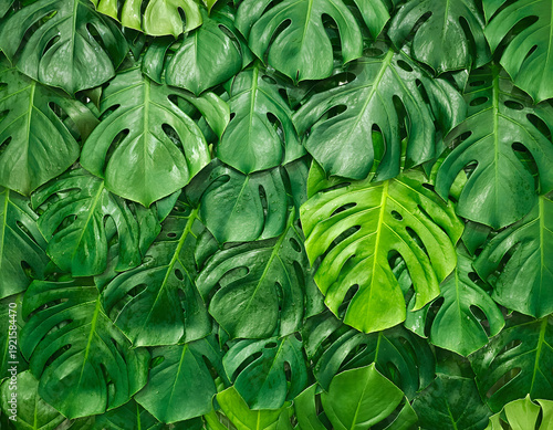 Close-up of lush green Monstera leaves with holes and tears, showcasing tropical foliage