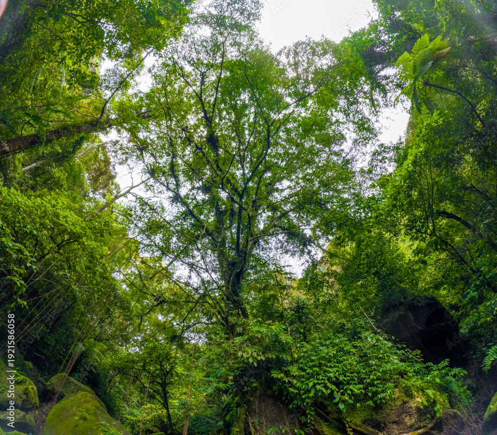 Fototapeta premium Green trees covered in moss and orchids grow tall in the middle of the forest.