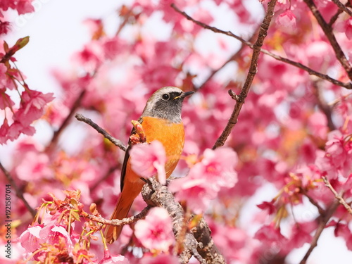 満開の土肥桜と雄のジョウビタキ