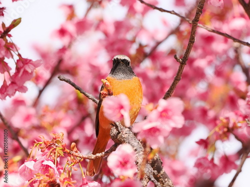 満開の土肥桜と雄のジョウビタキ