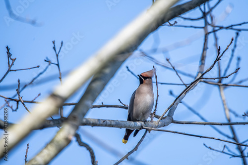 Bombycilla garrulus bird