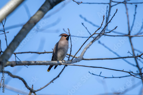Bombycilla garrulus bird