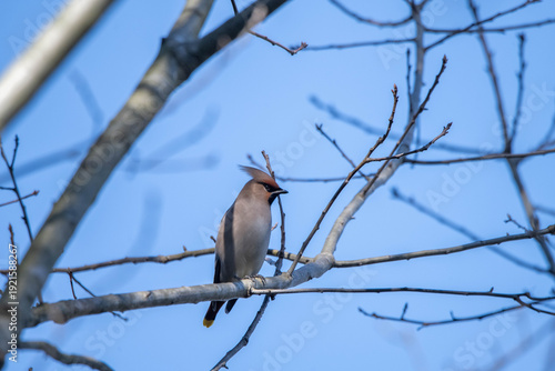 Bombycilla garrulus bird