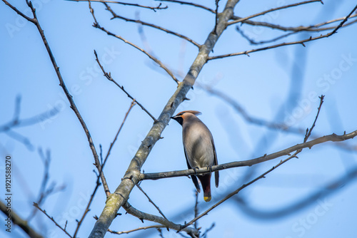 Bombycilla garrulus bird