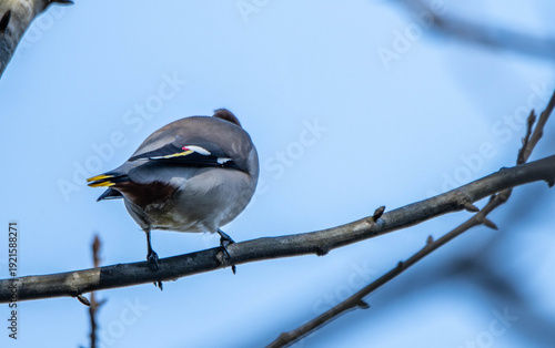 Bombycilla garrulus bird