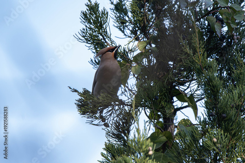 Bombycilla garrulus bird