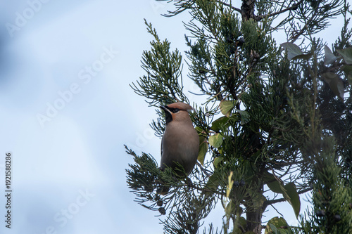 Bombycilla garrulus bird