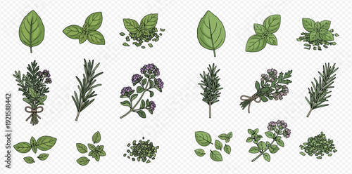 A collection of fresh and dried culinary herbs like basil, rosemary, and oregano, illustrated in a sketch style.