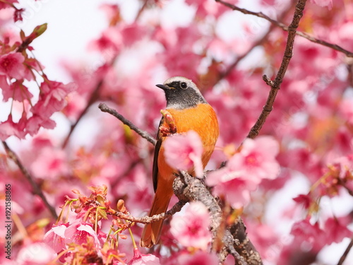 満開の土肥桜と雄のジョウビタキ