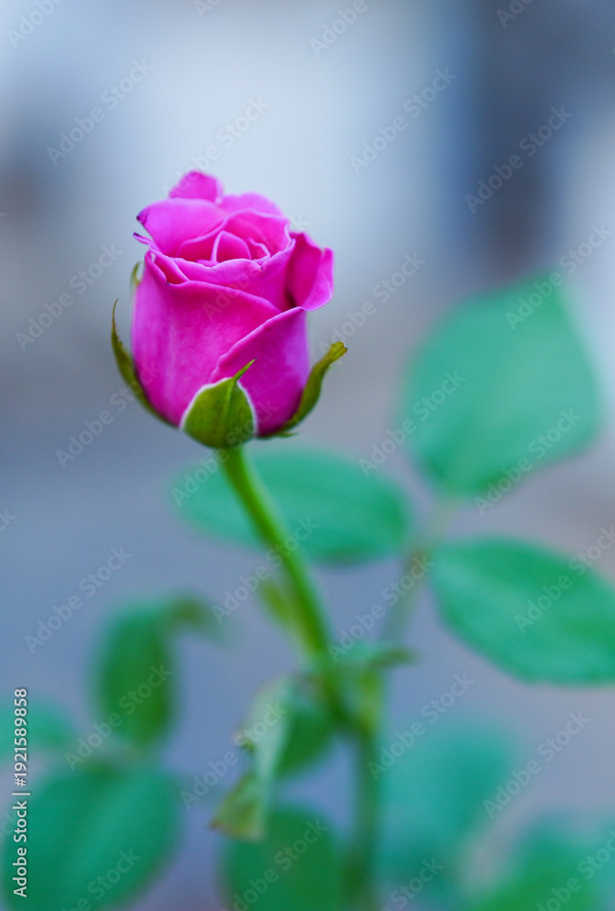 Fototapeta premium Close-up of one pink rose on a blurred background, perfect for Valentine's Day.