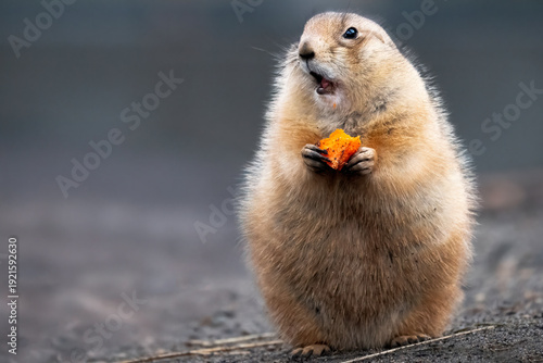prairie dog eating a carrot