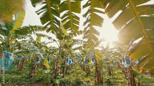 Lush Banana Plantation with Ripening Green Bananas Protected by Blue Bags 1.