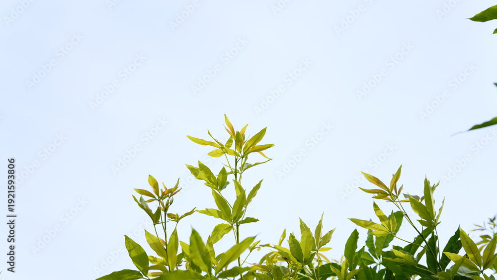 Obraz premium Persimmon leaves against a gray sky background.