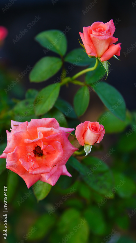 Fototapeta premium Beautiful orange roses in the garden