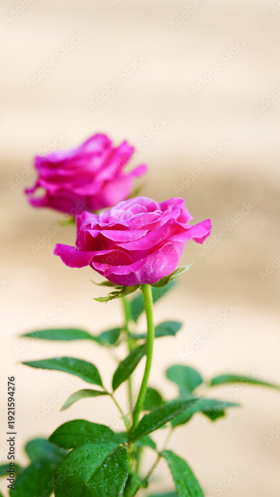 Fototapeta premium Close-up of two pink roses on a blurred background
