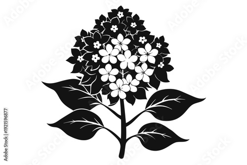 lilac silhouette line art vector illustration