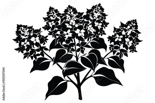 lilac silhouette line art vector illustration