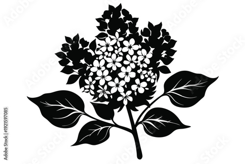 lilac silhouette line art vector illustration