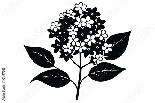 lilac silhouette line art vector illustration