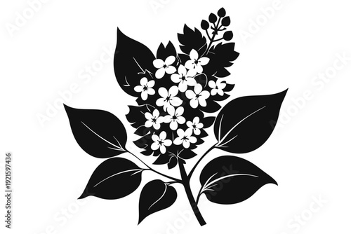 lilac silhouette line art vector illustration