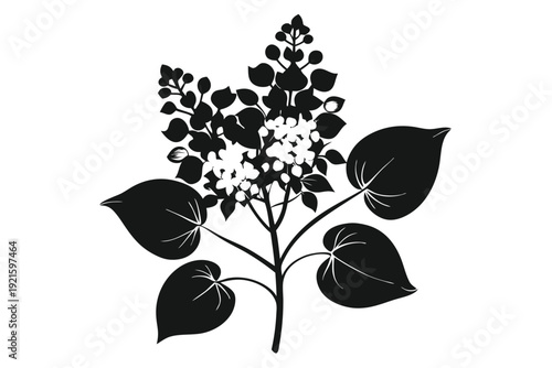 lilac silhouette line art vector illustration