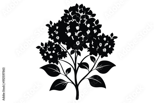 lilac silhouette line art vector illustration