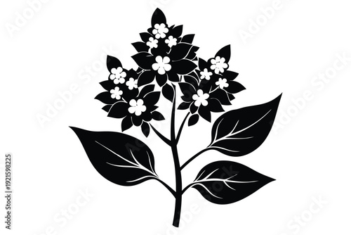 lilac silhouette line art vector illustration