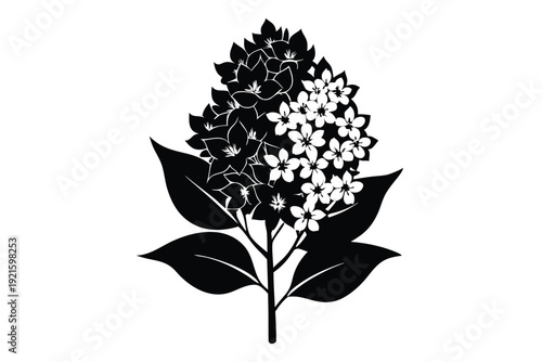 lilac silhouette line art vector illustration