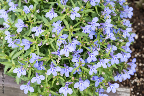 Photos Beautiful garden lobelia (Lobelia erinus) flowers.