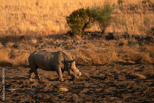 White Rhinoceros (Ceratotherium simum) Pilanesberg Nature Reserve, South Africa