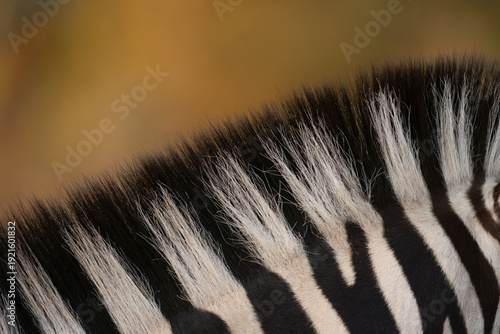 Plains  zebra ( Equus quagga ) Pilanesberg Nature Reserve, South Africa