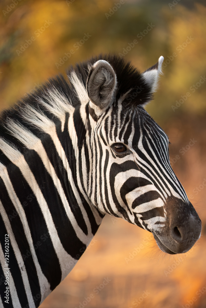Fototapeta premium Plains zebra ( Equus quagga ) Pilanesberg Nature Reserve, South Africa