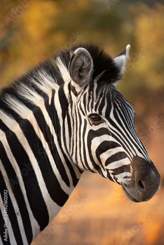 Plains  zebra ( Equus quagga ) Pilanesberg Nature Reserve, South Africa